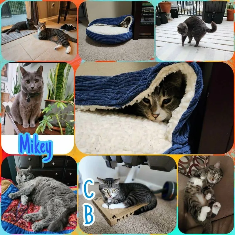 An adult medium-sized male Tabby (Brown / Chocolate) Domestic Short Hair cat named Cb for adoption in Chesapeake Beach, MD