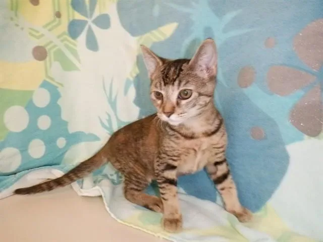 A baby small-sized female Domestic Short Hair cat named A for adoption in San Jose, CA