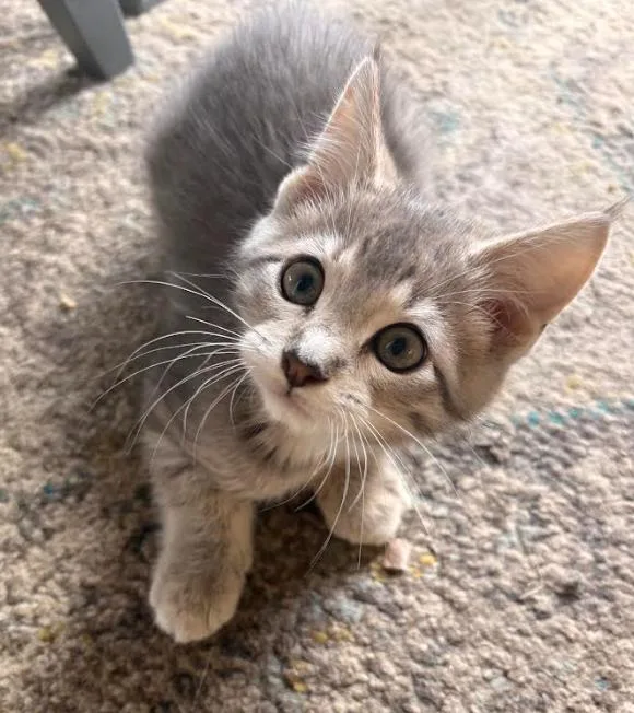A baby small-sized female Gray & White Domestic Short Hair cat named Mango for adoption in Brooklyn Center, MN