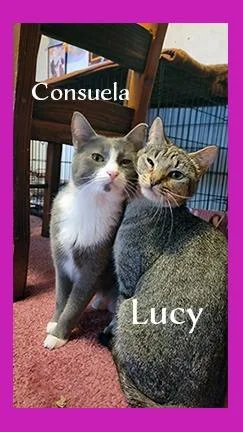 An adult medium-sized female Domestic Short Hair cat named Consuela for adoption in Hoover , AL