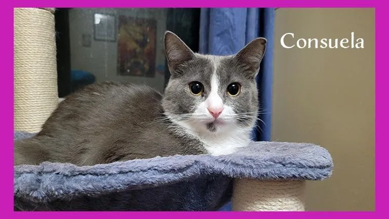Consuela thumbnail 5
