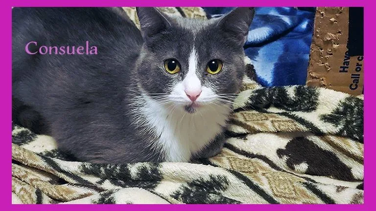 Consuela thumbnail 6