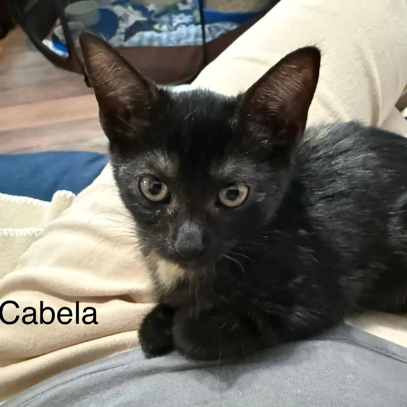 A baby small-sized female Tortoiseshell Domestic Short Hair cat named Cabela for adoption in Los Angeles, CA