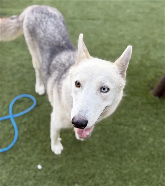 A young large-sized female Mixed Breed dog named Momma for adoption in Dallas, TX
