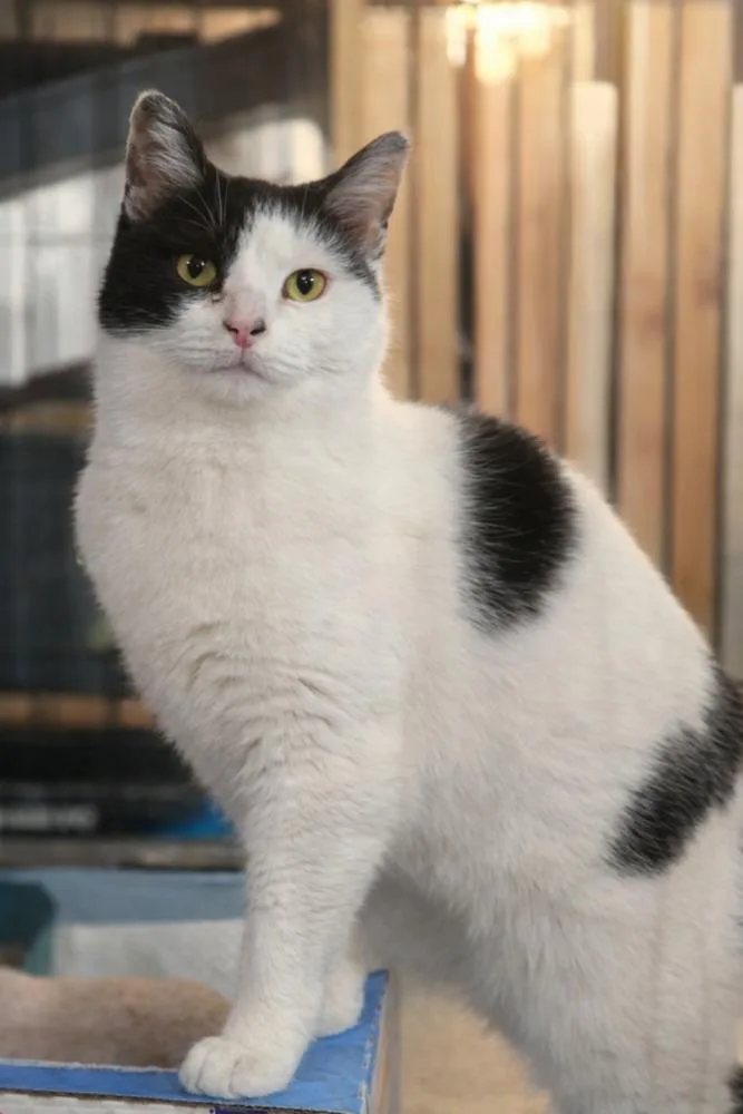 Jan  Felv+ Fiv+ thumbnail 2