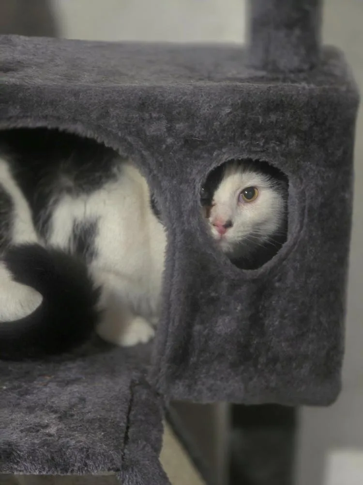 Jan  Felv+ Fiv+ thumbnail 3