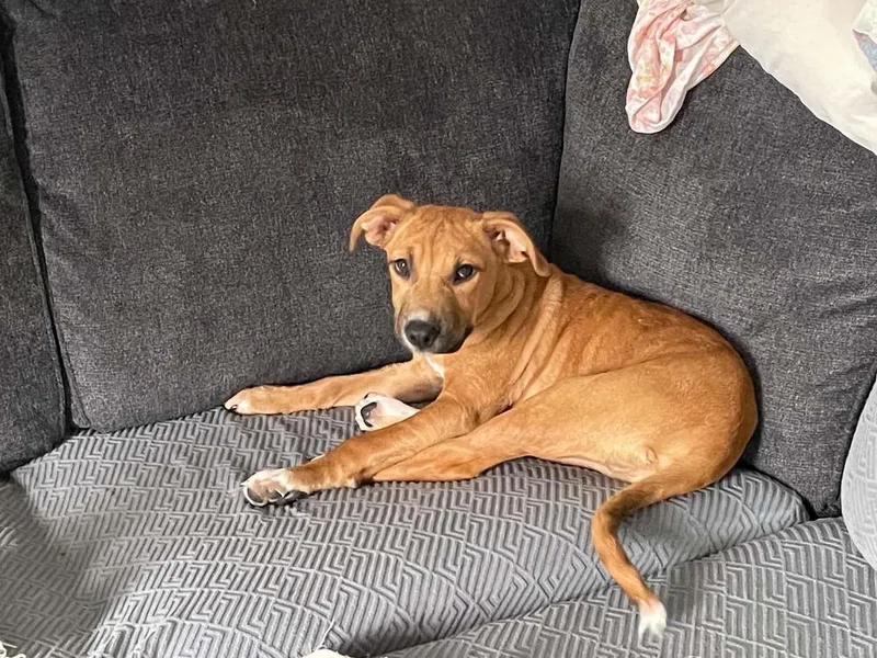 A baby medium-sized male Tricolor (Brown, Black, & White) American Staffordshire Terrier dog named Riker for adoption in Pottstown, PA