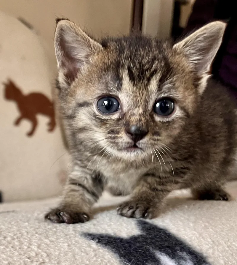 A baby small-sized male Domestic Short Hair cat named Hall for adoption in Hershey, PA