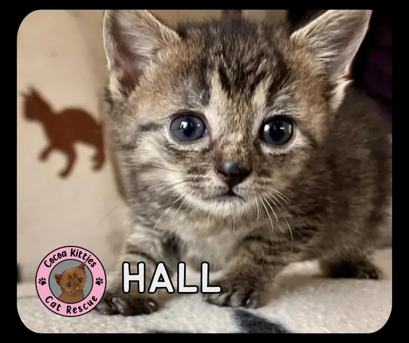 Hall thumbnail 2