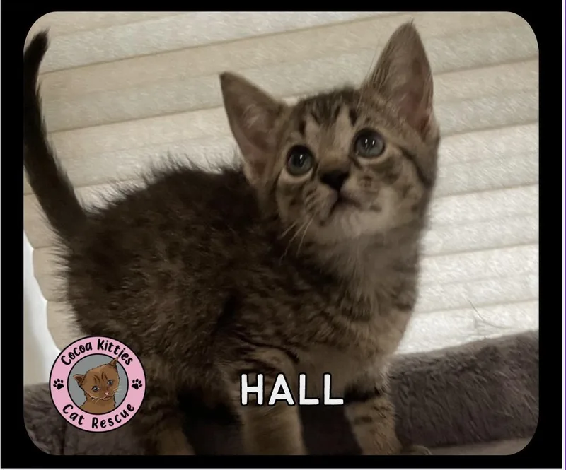 Hall thumbnail 4