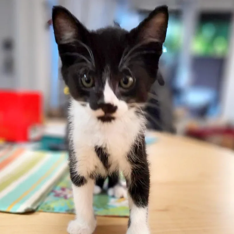 A baby small-sized male Black Domestic Short Hair cat named Helium for adoption in Woodinville, WA