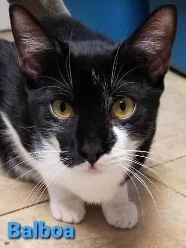 A young medium-sized male American Shorthair cat named Balboa Cat Room for adoption in Oakland Park, FL