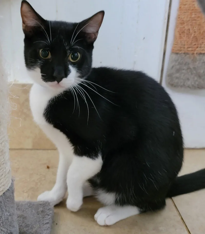 Balboa  Cat Room thumbnail 2