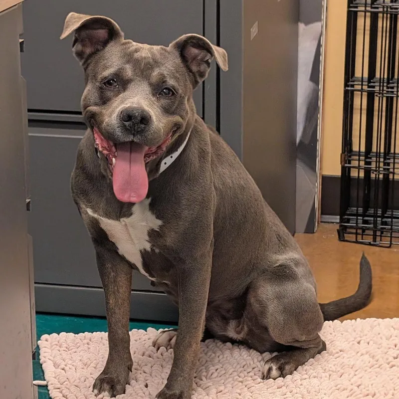 Blue Bell thumbnail 2