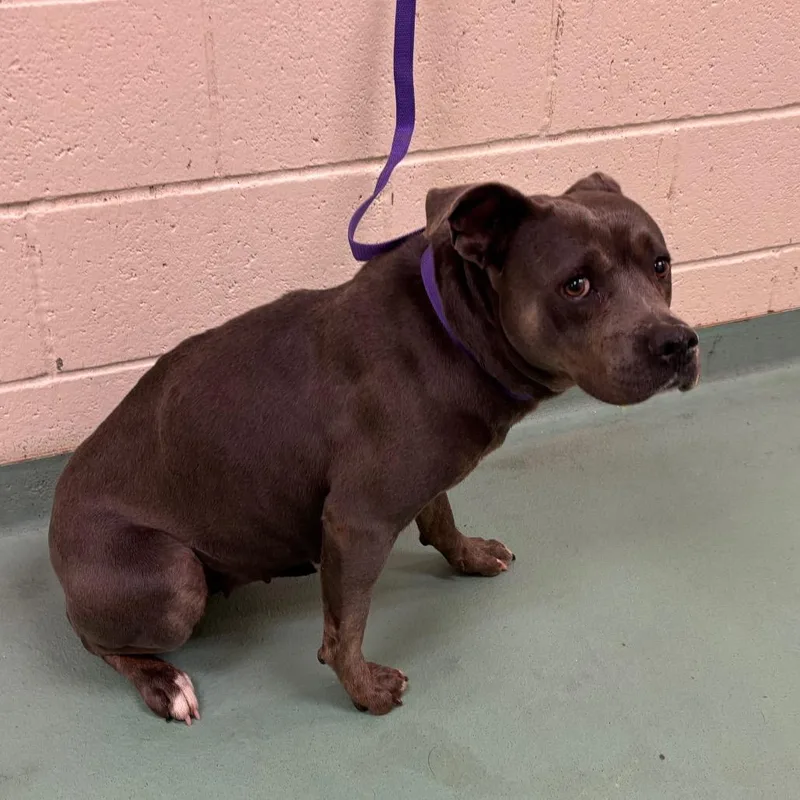 Blue Bell thumbnail 3