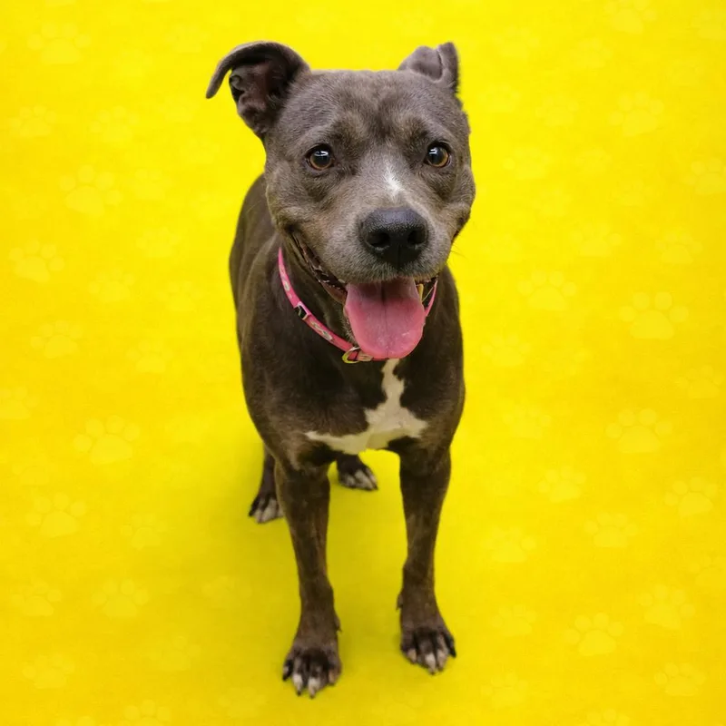 Blue Bell thumbnail 4