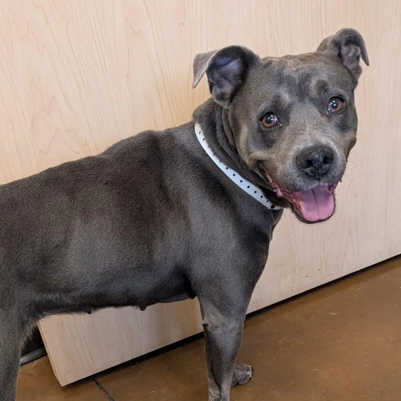 Blue Bell thumbnail 5