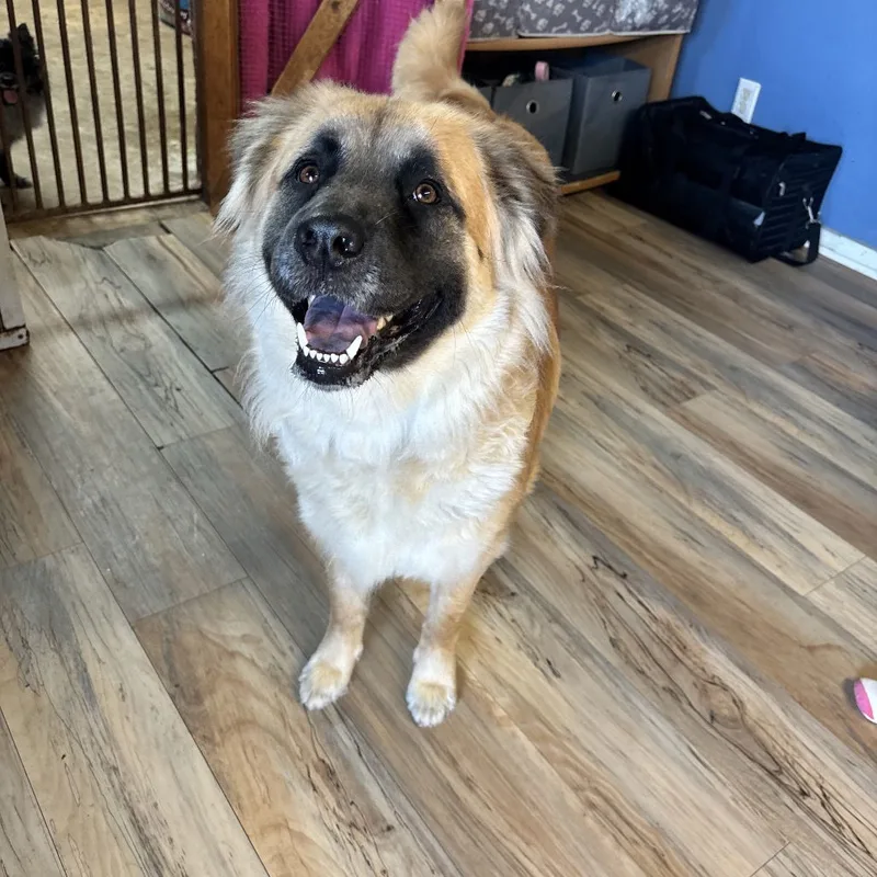 A young large-sized female Leonberger dog named Lady for adoption in Shreveport, LA