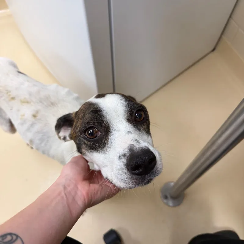 An adult medium-sized female Brindle Mixed Breed dog named Luna for adoption in Chapel Hill, NC