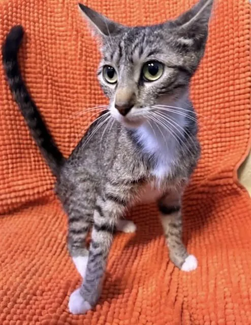 An adult medium-sized female Domestic Short Hair cat named A for adoption in Baldwin Park, CA