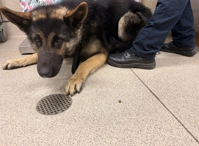 An adult large-sized male German Shepherd Dog dog named Neo for adoption in Riverside, CA