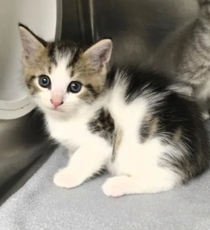 A baby small-sized male Domestic Short Hair cat named Kirby for adoption in Gainesville, FL