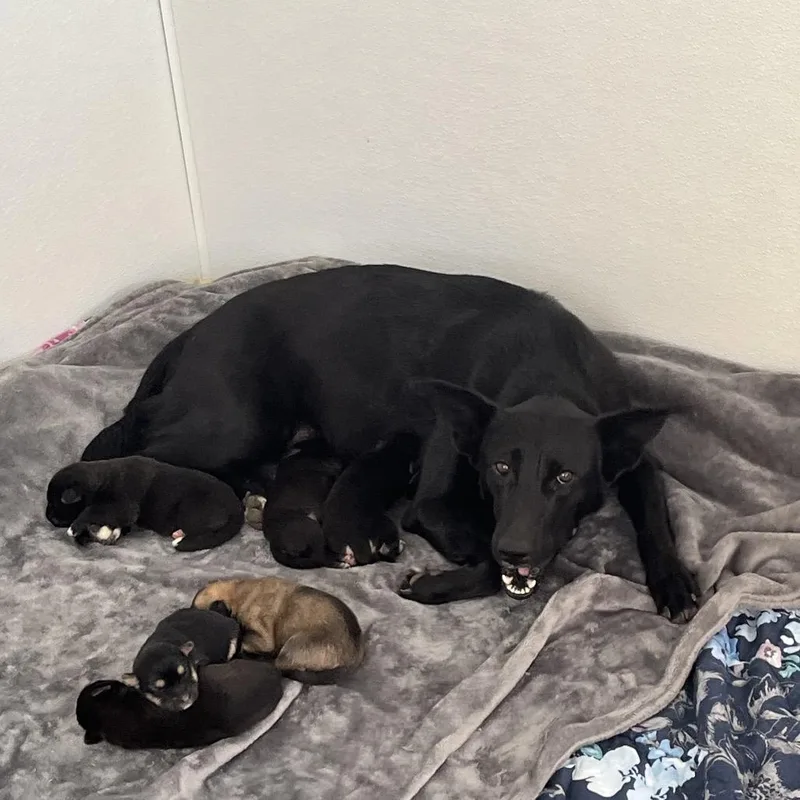 An adult medium-sized female Black Shepherd dog named Nala Bear for adoption in LOXAHATCHEE, FL