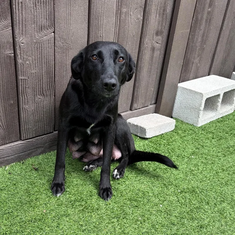 Nala Bear thumbnail 2