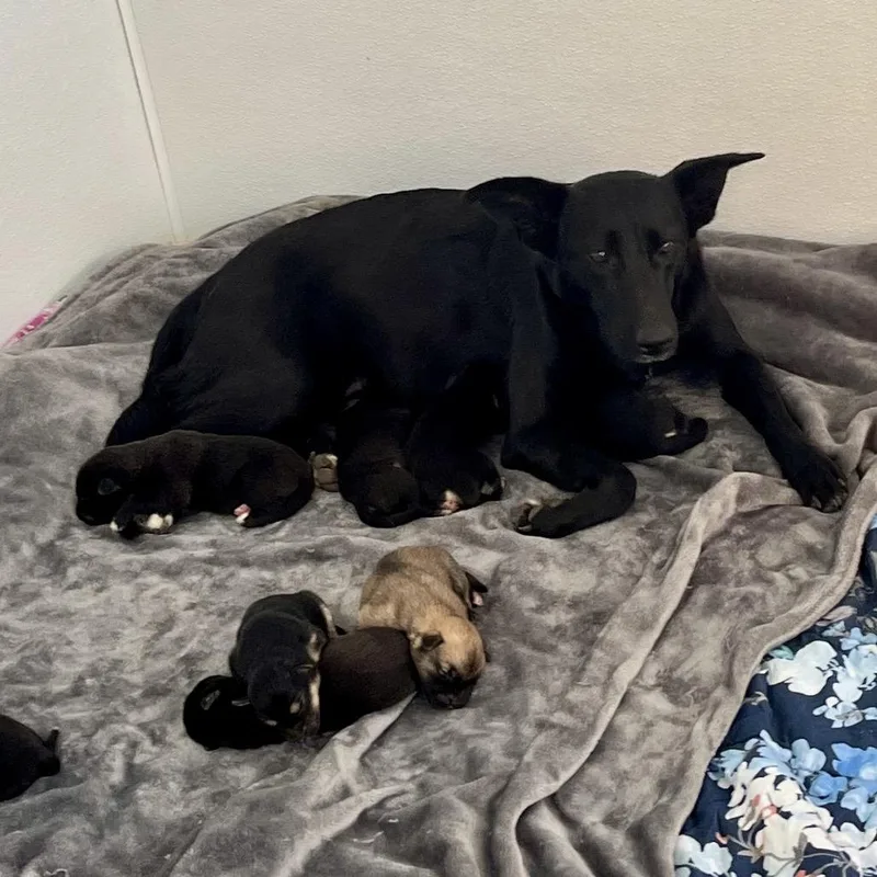 Nala Bear thumbnail 3