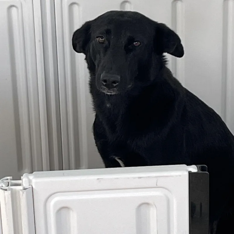 Nala Bear thumbnail 4