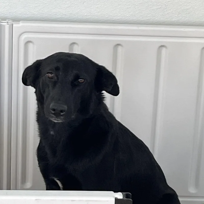 Nala Bear thumbnail 5