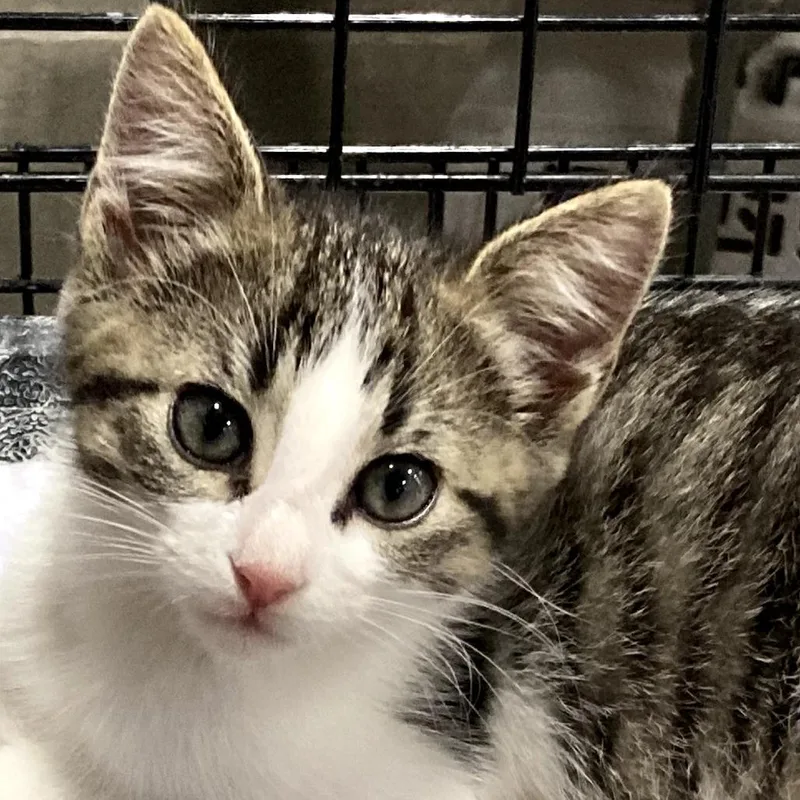 A baby small-sized female Brown / Chocolate Domestic Short Hair cat named Frossta for adoption in Springfield, IL