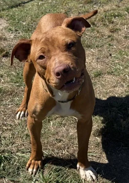 A young medium-sized male Terrier dog named Velcro for adoption in Conway, SC