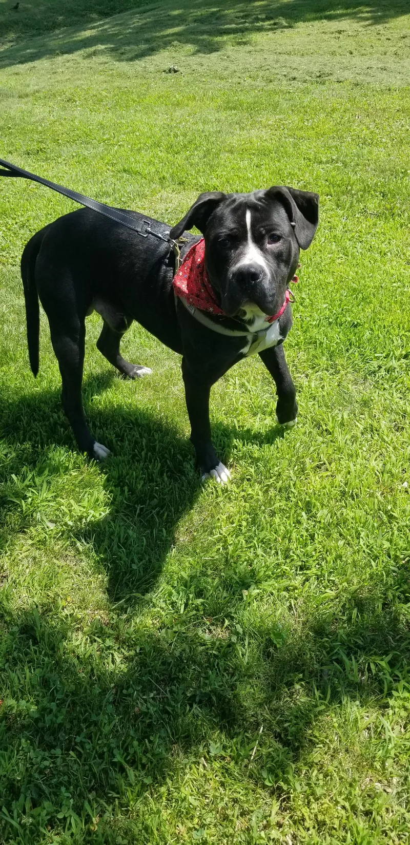 An adult large-sized male Mixed Breed dog named Buddy for adoption in Clinton, IL