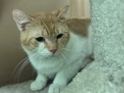 An adult small-sized male Domestic Medium Hair cat named Bowser for adoption in Golden Valley, MN