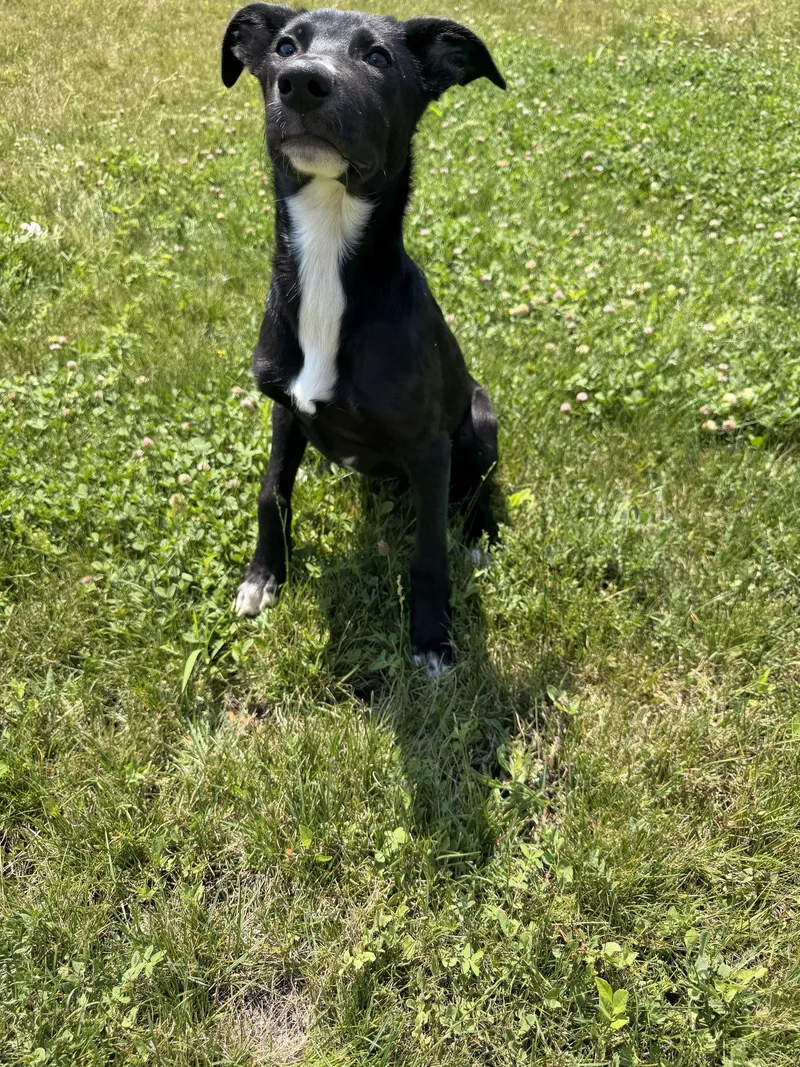 A baby medium-sized female Labrador Retriever dog named Leia for adoption in Midway, UT