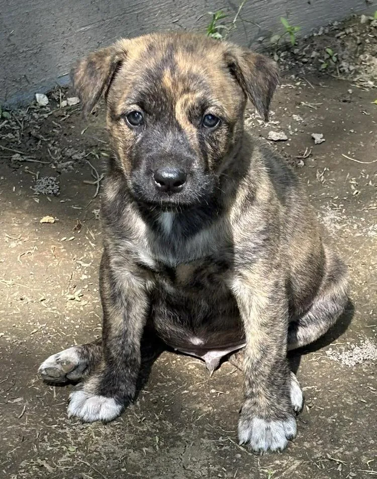 A baby large-sized male Brindle Mountain Cur dog named Jumping Jack Flash for adoption in Godfrey, IL