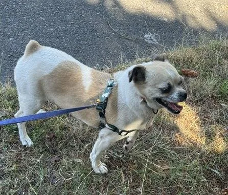 An adult small-sized male Pug dog named Rocky for adoption in Seattle, WA