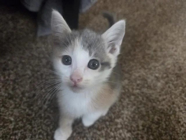 A baby small-sized female Domestic Short Hair cat named Astra for adoption in Tustin, CA