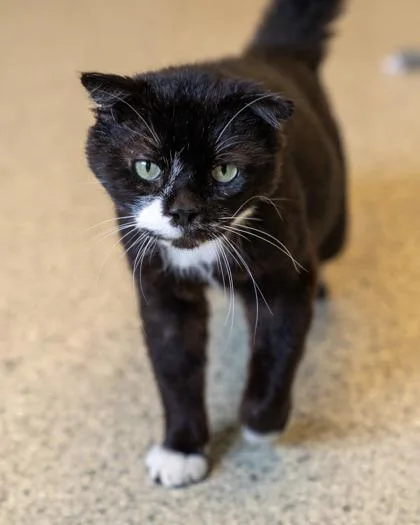 An adult medium-sized male Domestic Short Hair cat named Nemo for adoption in Pequot Lakes, MN