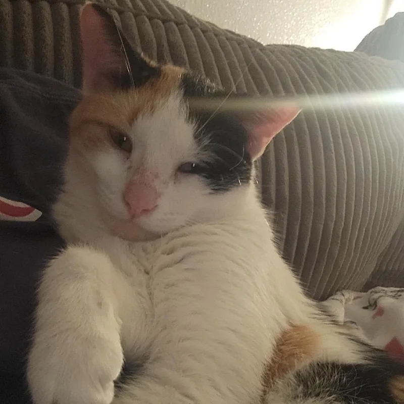 A young medium-sized female White Domestic Short Hair cat named Penelope for adoption in Bismarck, ND