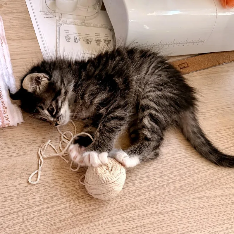 A baby small-sized male Brown / Chocolate Domestic Short Hair cat named Alex The Lion for adoption in Austin, TX