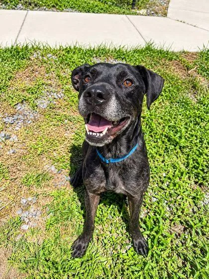 An adult medium-sized male Catahoula Leopard Dog dog named Cerberus for adoption in Palm Coast, FL