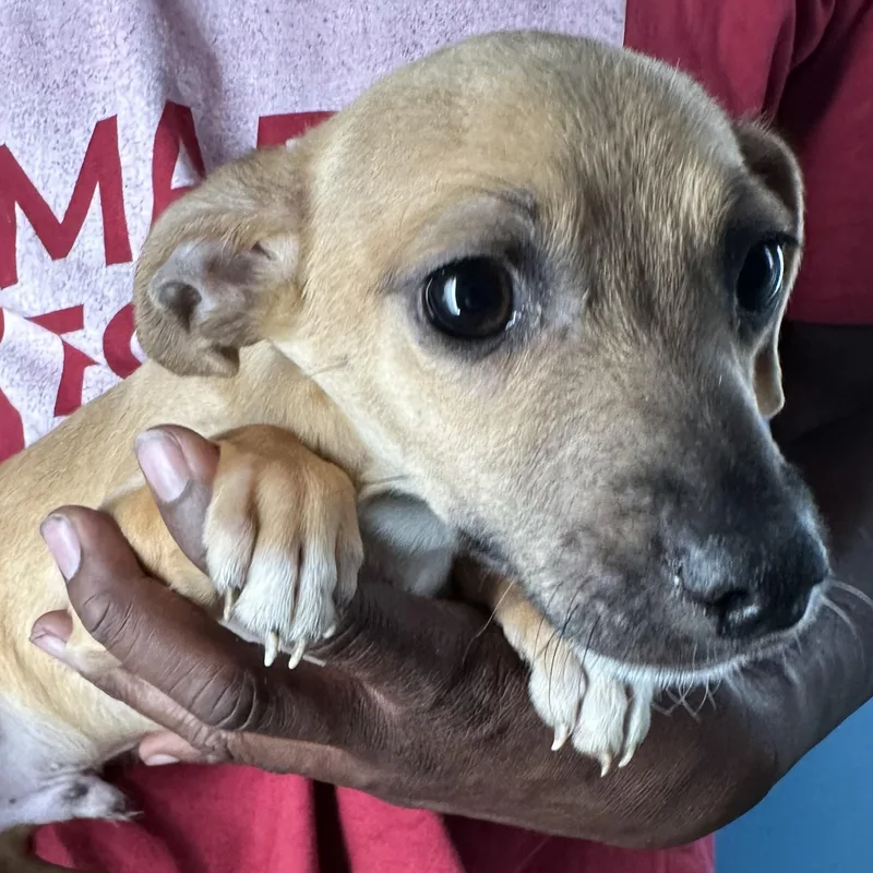 A baby small-sized male Apricot / Beige Chihuahua dog named Albus  Local July for adoption in Brookshire, TX