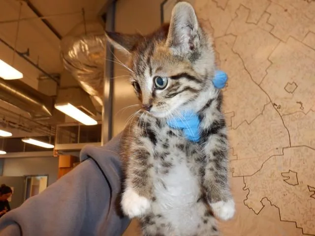 A baby small-sized male Domestic Short Hair cat named A for adoption in San Jose, CA