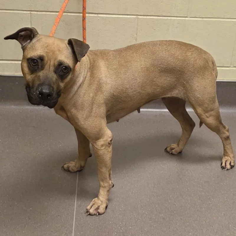 An adult medium-sized female Yellow / Tan / Blond / Fawn Black Mouth Cur dog named Matilda for adoption in Norman, OK