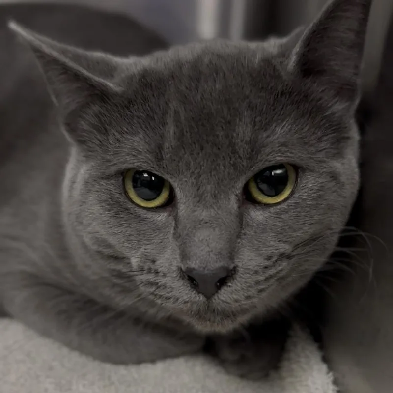 An adult medium-sized female Domestic Short Hair cat named Bluey for adoption in Midland, TX