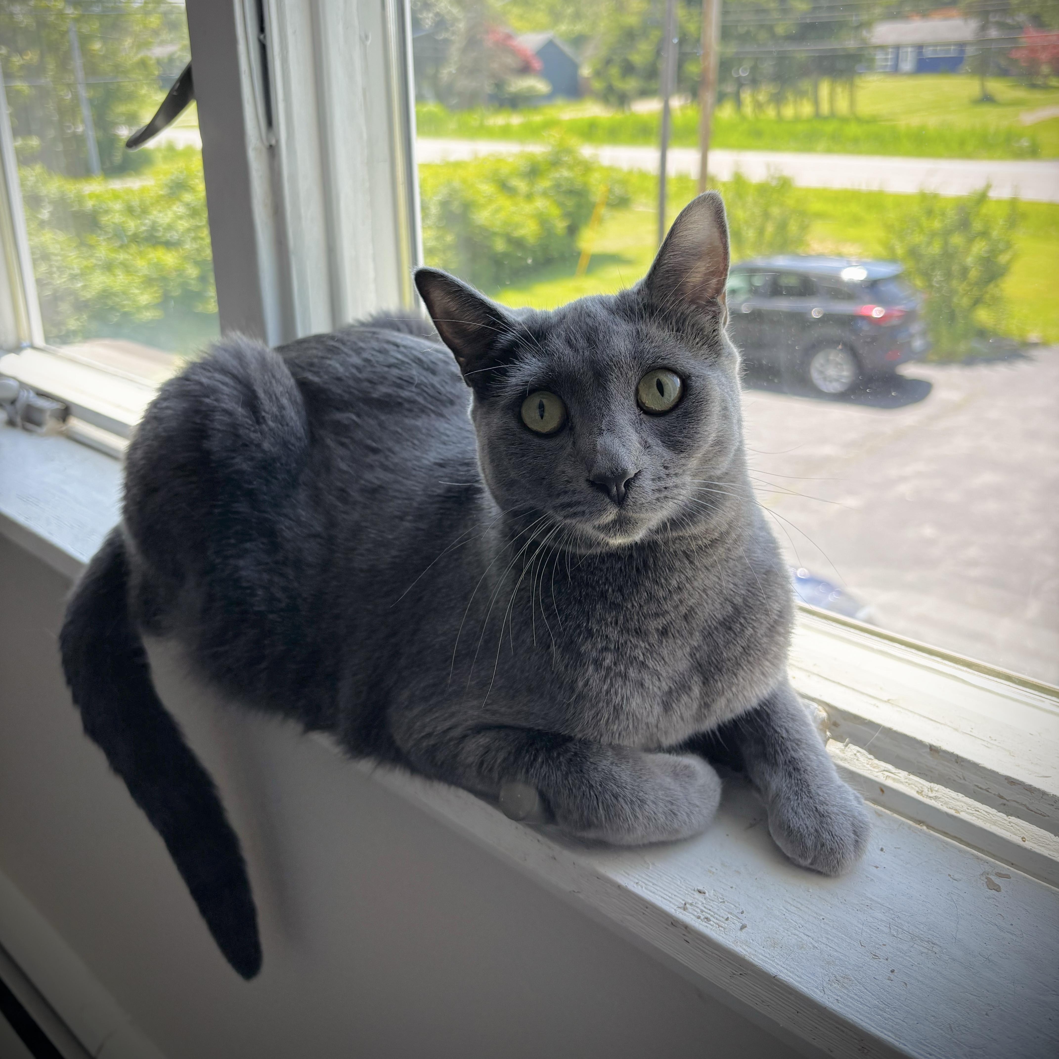 A young medium-sized female Black Domestic Short Hair cat named Allie & Ava for adoption in Buffalo, NY