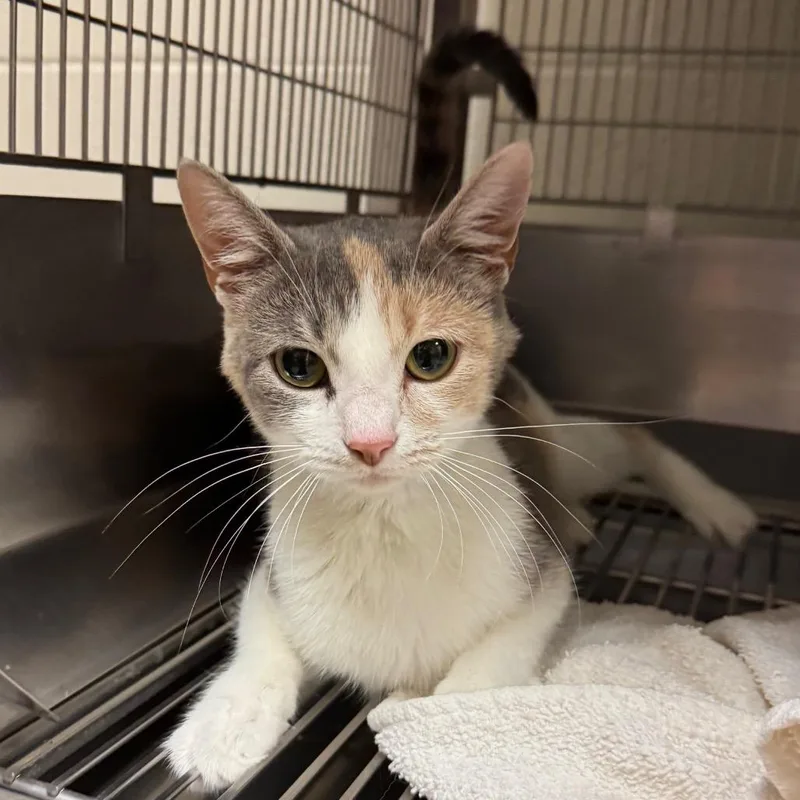 A young medium-sized female White Domestic Short Hair cat named Montana for adoption in Bristol, IN