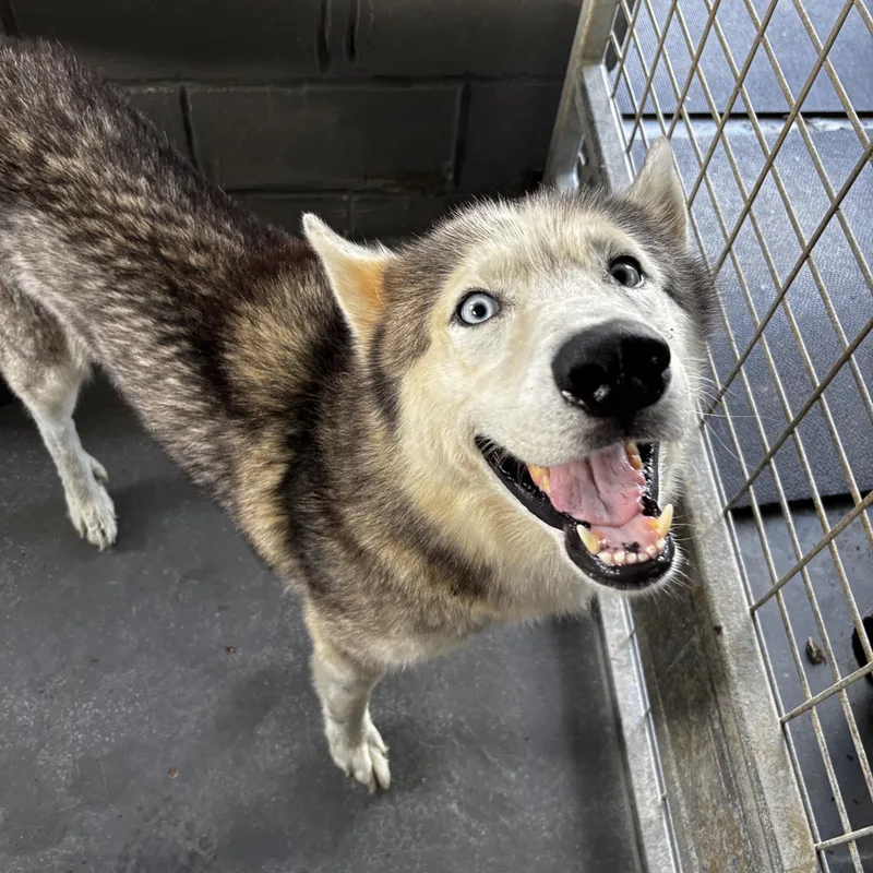An adult medium-sized male Husky dog named FOUND  Digger for adoption in Edna, TX